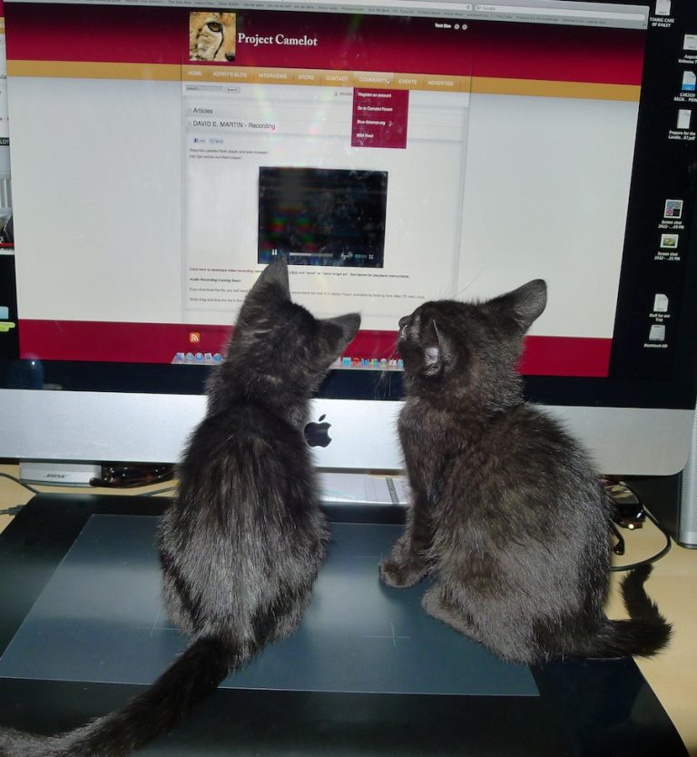 KITTENS SPELLBOUND BY CAMELOT