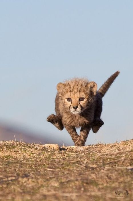 cheetahcub